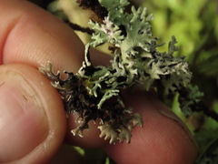 Hypogymnia subphysodes