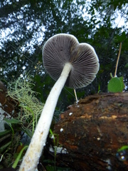 Stropharia ambigua
