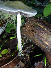 Stropharia ambigua