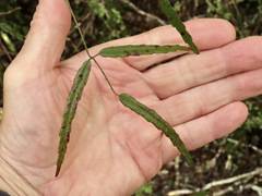 Rubus schmidelioides