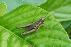 Ommatolampis perspicillata