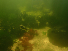 Tetractenos glaber