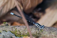 Argia oculata