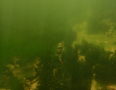 Tetractenos glaber