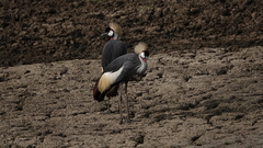 Balearica regulorum