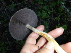 Stropharia ambigua