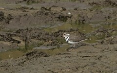 Charadrius tricollaris