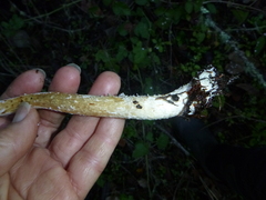 Stropharia ambigua