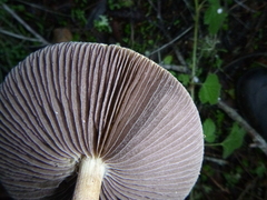 Stropharia ambigua