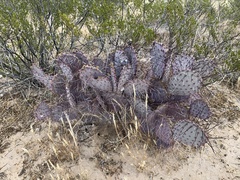 Opuntia macrocentra