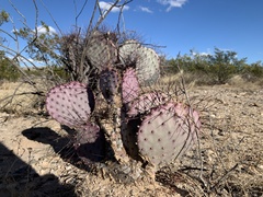 Opuntia macrocentra
