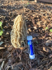 Morchella rufobrunnea