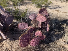 Opuntia macrocentra