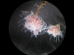 Ectopleura