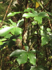 Pseudopanax colensoi