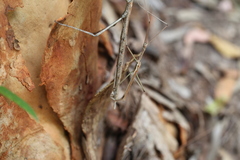 Anchiale austrotessulata