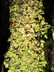 Lobaria adscripta