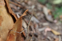 Anchiale austrotessulata