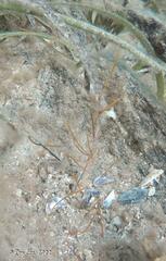 Stigmatopora narinosa