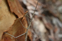 Anchiale austrotessulata