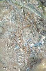 Stigmatopora narinosa