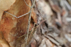 Anchiale austrotessulata