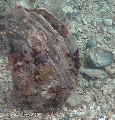 Parablennius tasmanianus