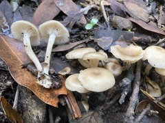 Clitocybaceae