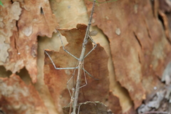 Anchiale austrotessulata