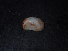 Bostrycapulus pritzkeri