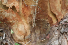 Anchiale austrotessulata