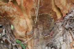 Anchiale austrotessulata