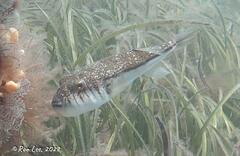 Torquigener pleurogramma