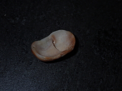 Bostrycapulus pritzkeri