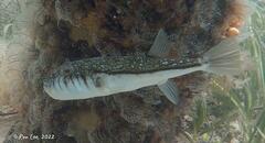 Torquigener pleurogramma