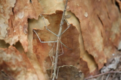 Anchiale austrotessulata