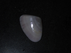Latona deltoides