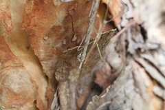 Anchiale austrotessulata