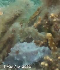 Hippocampus breviceps