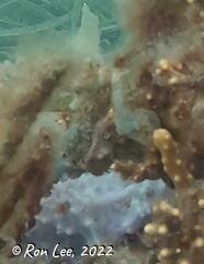 Hippocampus breviceps