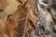 Anchiale austrotessulata