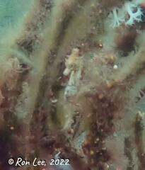 Hippocampus breviceps