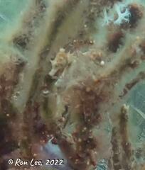 Hippocampus breviceps