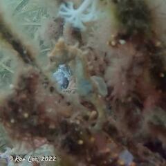 Hippocampus breviceps