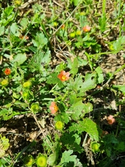 Modiola caroliniana