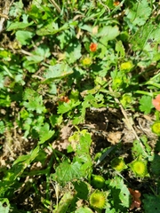 Modiola caroliniana