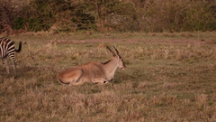 Tragelaphus oryx pattersonianus