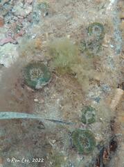 Homophyllia australis