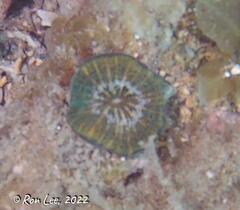 Homophyllia australis