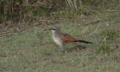 Centropus superciliosus